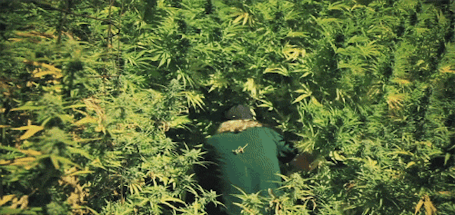 "Welcome to the jungle. We've got fun and life-saving marijuana drug testing policy changes." --the CDC.